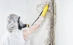 Best Mold Removal for HVAC Installations  in West Odessa, TX